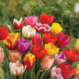 Rainbow Connection Tulip Blend Thumbnail